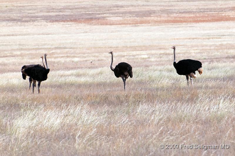 20090608_120405 D300 X1.jpg - Ostrich sighting in Northern Namibia